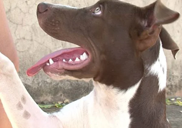 Pitbull acha carteira na rua, leva pra casa e dona é localizada na web