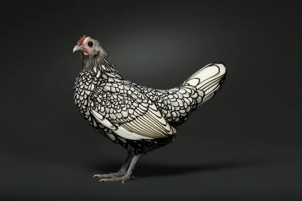 Sebright: a raça de galinha com penas que parecem ter sido desenhadas à mão