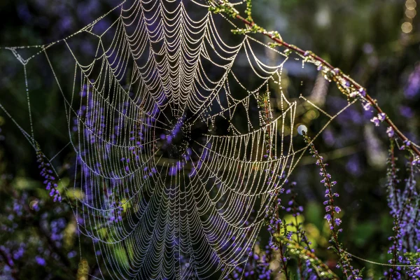 Teia de aranha pendurada em um galho- Metrópoles