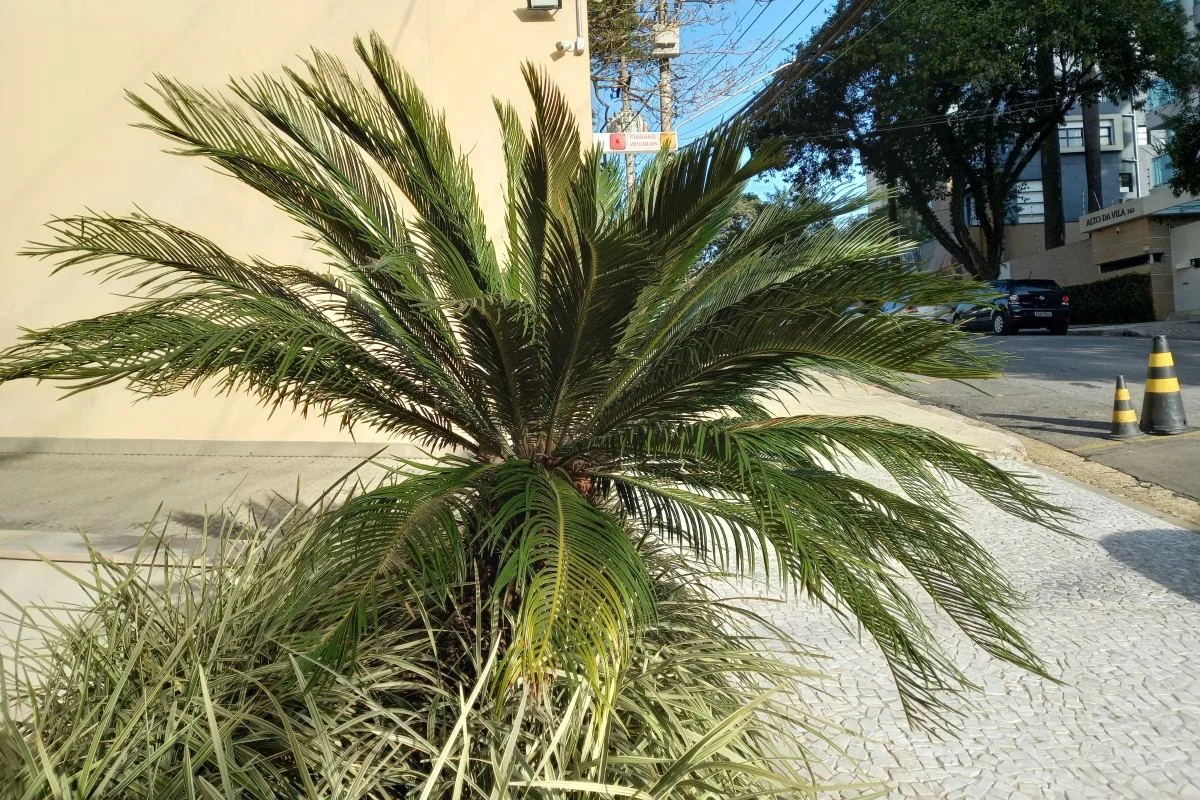 Planta cica: o arbusto decorativo que é fatal para cães