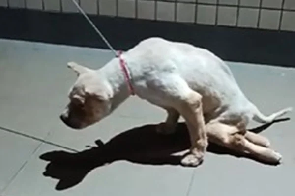 Cachorro chow-chow - Metrópoles