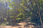 Atualmente, o Parque Linear Tiquatira é formado por mais de 160 espécies de árvores da Mata Atlântica