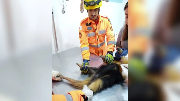 Bombeiros resgatam tamanduá-mirim em MG