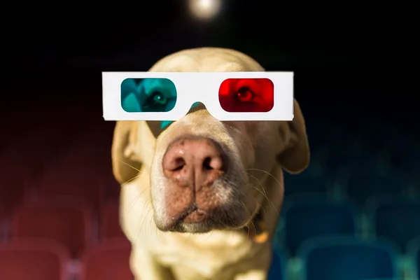 Cães poderão assistir ao filme Pets 2 com os donos no Cine Drive-in