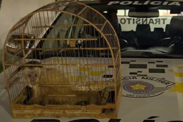 PM apreende macaco que estava dentro de gaiola em carro na Marginal - Metrópoles