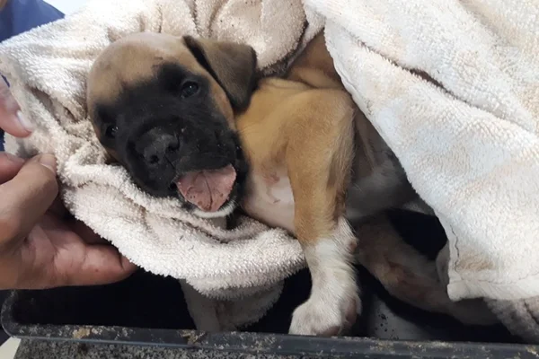 DF: homens são suspeitos de enterrar cachorro vivo em ritual de magia