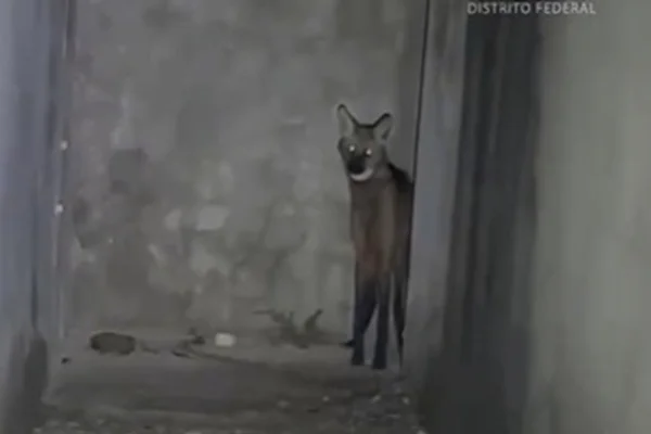 Lobo-guará é resgatado dentro de casa no DF e depois devolvido à natureza