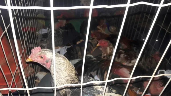 Polícia Militar fecha rinha de galo em São Sebastião