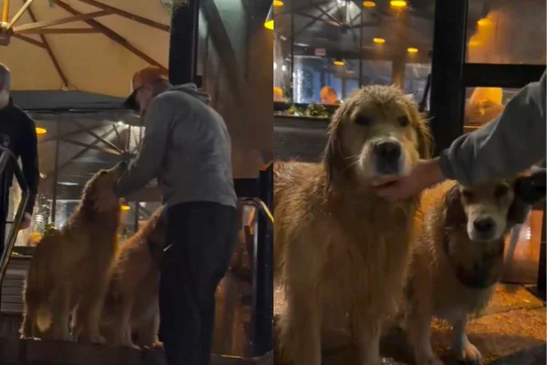 Fotos coloridas de goldens em restaurante