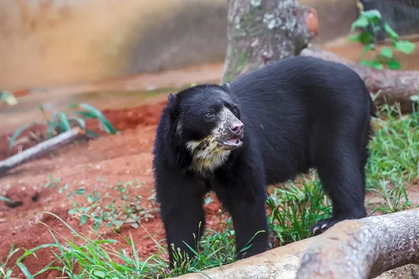 Urso preto em chão de barro com grama