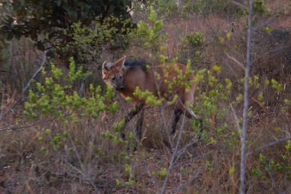 Resgatada ao Zoo do DF, loba-guará que foi atropelada volta à natureza