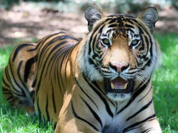 Foto colorida de tigre que faz parte do Tiger Island, no parque temático Dreamworld - Metrópoles