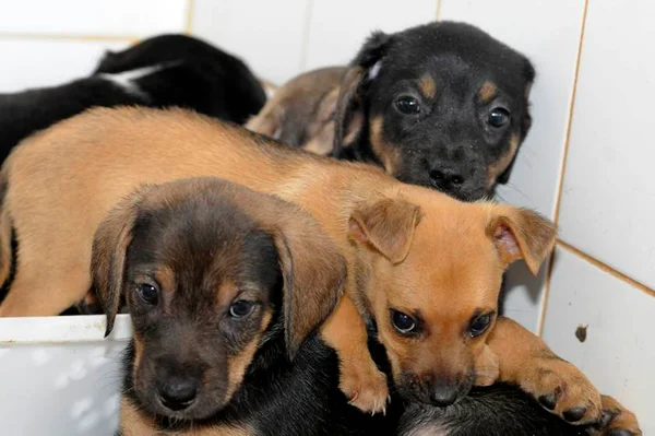 Câmara aprova PL que proíbe extermínio de cães e gatos por zoonoses