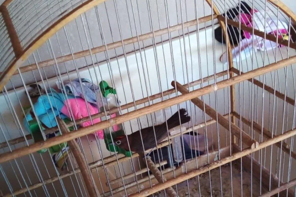 Aves silvestres foram apreendidas em casa de Euclides da Cunha Paulista (SP) - Metrópoles