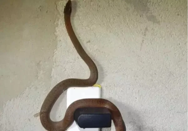 Cobra é resgatada enrolada a carregador de celular