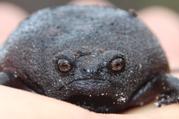 Foto colorida de sapo-negro-da-chuva - conhecido como sapo abacate mal-humorado. Animal preto e pequeno - Metrópoles.