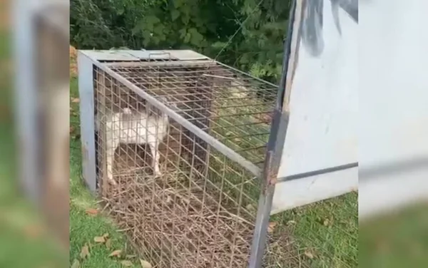 imagem colorida armadilha com cabra condomínio de luxo