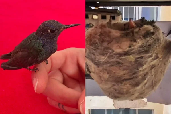 Montagem com fotos de beija-flor e seu ninho
