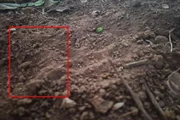 Pegadas que podem ser de animal silvestre Pegadas que podem ser de animal silvestre