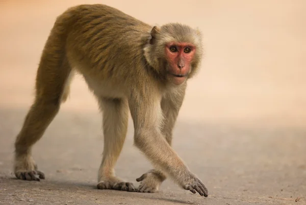 Foto de macaco-rhesus - Metrópoles