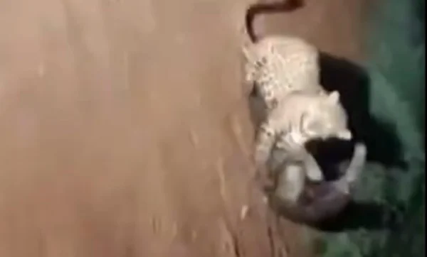 Tamanduá bota onça-pintada para correr após embate no Pantanal