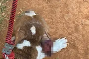 Cachorro que teve que ser sacrificado