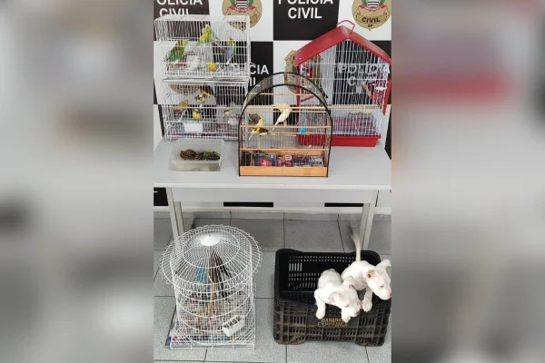 Imagem colorida mostra pássaros em gaiolas e dois filhotes de cachorros brancos - Metrópoles