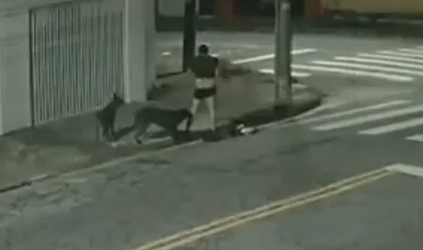 Imagem em preto e branco mostra dois cachorros atacando um homem em Santo André. Ele está de cueca e camiseta e um dos cães morde sua perna direita enquanto o outro observa - Metrópoles