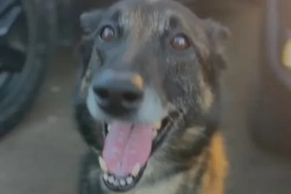 Cachorro - Metrópoles