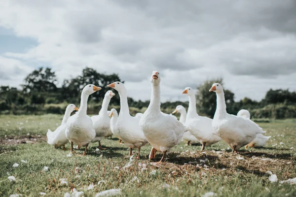 Aves são roubadas de parques públicos e caso levanta suspeita bizarra