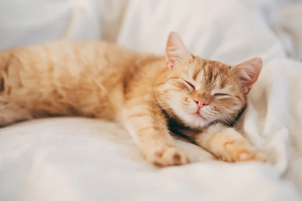 Um gato ruivo dorme em sua cama macia e aconchegante em um tapete, foco suave - Metrópoles.