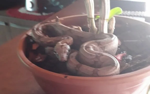 goias cobras em vaso de plantas