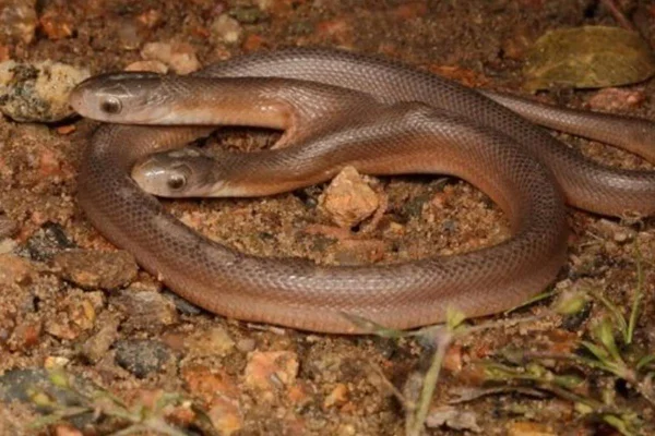 cobra de duas cabeças