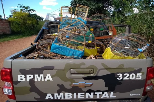 PM resgata aves silvestres que eram criadas em gaiolas no DF