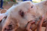 O cachorro apresentava ferimentos, magreza e infestação de carrapatos O cachorro apresentava ferimentos, magreza e infestação de carrapatos