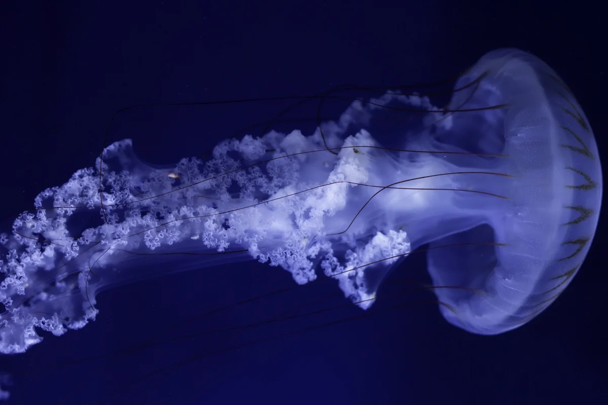 Foto colorida de água viva de cor branca em mar azul escuro - Metrópoles.