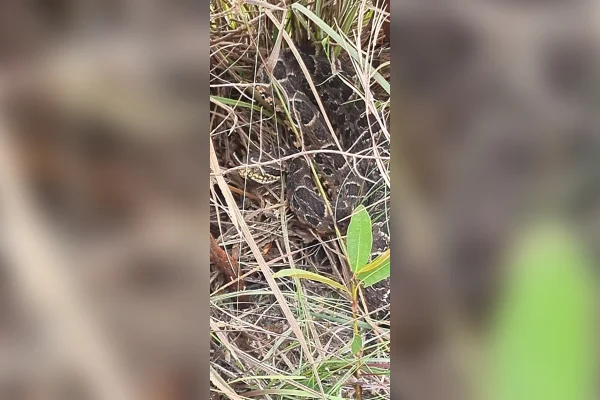 Mulher foi picada por jararaca enquanto fazia trilha