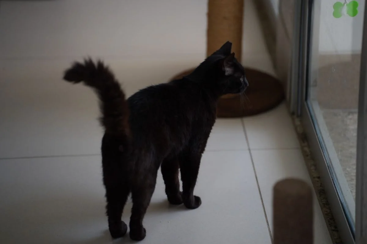 “Impostor Alemão” e mais: Prefeitura de SP terá feira de adoção de animais - imagem 14 “Impostor Alemão” e mais: Prefeitura de SP terá feira de adoção de animais - imagem 14