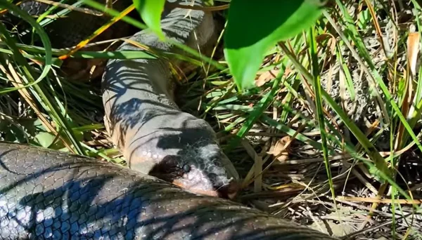 Imagem colorida mostra cobra sucuri em meio a folhagens -metrópoles