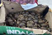 Cnetenas de tartarugas foram encontradas 