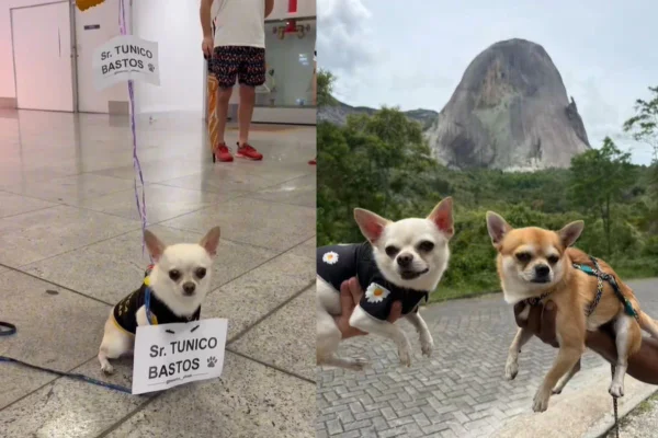 Montagem de duas imagens coloridas de chihuahuas