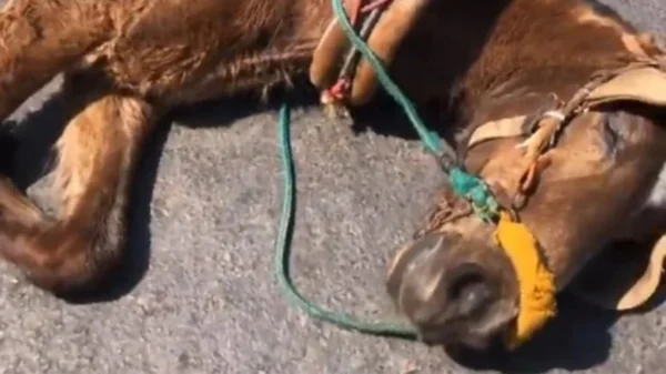 Cavalo cai no chão após não suportar peso de carroça e dono é autuado por maus-tratos no Norte de Minas