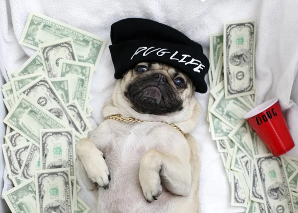 Cachorro que já posou com Justin Bieber e Ed Sheeran tem 4 milhões de seguidores na web