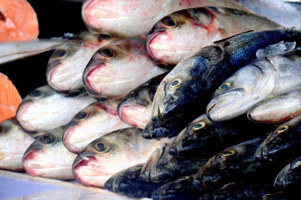 peixes em peixaria