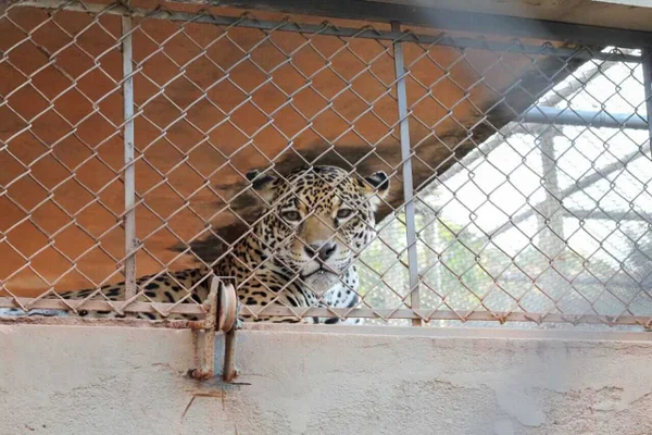Voa-SP dá “ordem de despejo” para mais de 100 animais silvestres