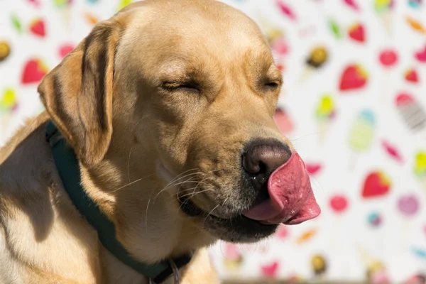 Por que meu cachorro se lambe, morde ou coça compulsivamente?