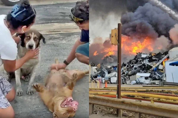 Foto colorida de cães e incêndio