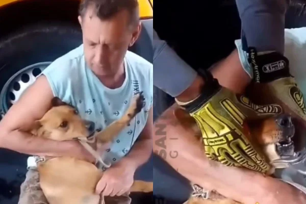 Tutor procurou o Corpo de Bombeiros do Guarujá para ajudar. Agentes tiraram o osso que estava preso na mandíbula dela com um alicate - Metrópoles