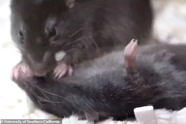 Foto colorida de rato fazendo boca a boca para salvar companheiro inconsciente - Metrópoles