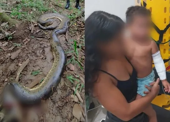 Montagem com fotos coloridas de sucuri mãe e criança atacada - Metrópoles